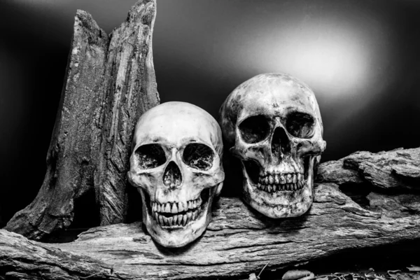 Still life couple human skull art abstract background — Stock Photo, Image