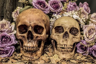 Natürmort kaç insan kafatası sanat arka plan