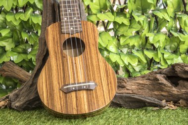 Ukulele Bahçe zemin üzerine