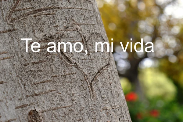 Love Day, 14 février, Saint-Valentin. coeur sur l'arbre, déclaration d'amour — Photo