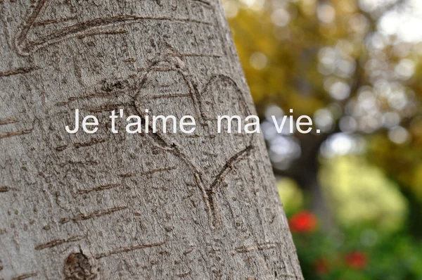 Love Day, 14 février, Saint-Valentin. coeur sur l'arbre, déclaration d'amour — Photo