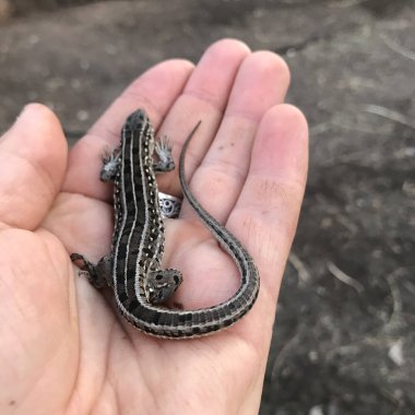 Avucumdaki kertenkele