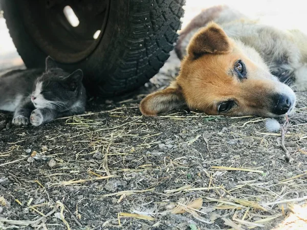 Kat Hond Frendship — Stockfoto