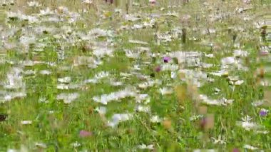 Rüzgarda sallanan beyaz papatya çiçeği