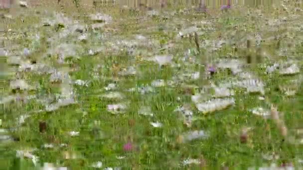 Witte kamille bloemen zwaaiend in de wind — Stockvideo