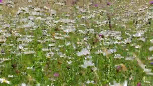 Flores de manzanilla blanca balanceándose en el viento — Vídeo de stock