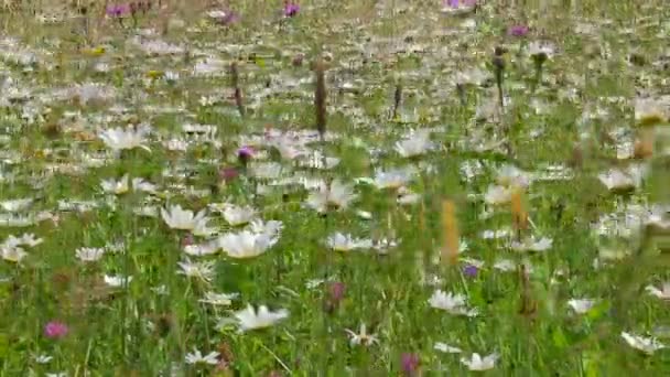 Λευκό Χαμομήλι λουλούδια που ταλαντεύονται στον αέρα — Αρχείο Βίντεο