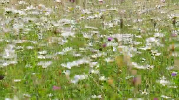 Witte kamille bloemen zwaaiend in de wind — Stockvideo