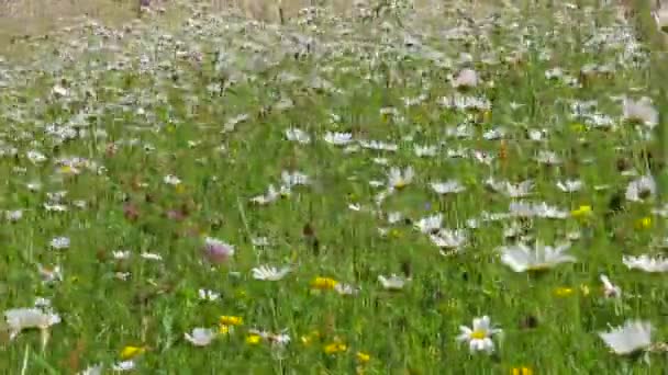 White chamomile flowers swaying in the wind — Stock Video