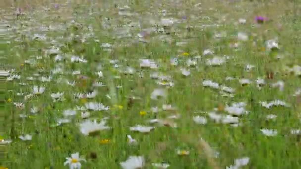 Flores brancas de camomila balançando ao vento — Vídeo de Stock