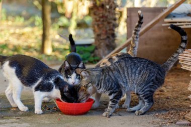 Gato de colonia felina