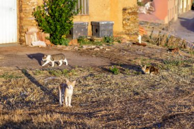 Gato de colonia felina
