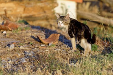 Gato de colonia felina