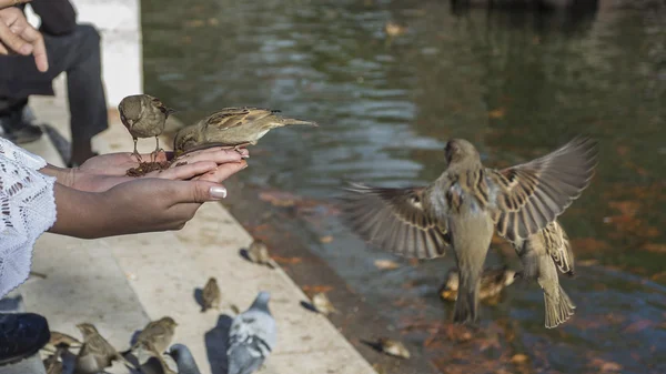 birds eating out of hand