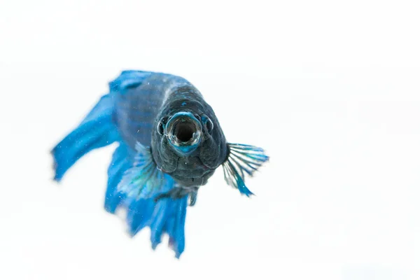 Açık ağız ile daha iyi balık