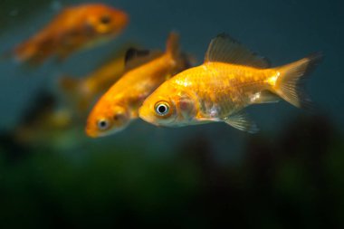 Altın balık tatlı su akvaryumunda yüzüyor.