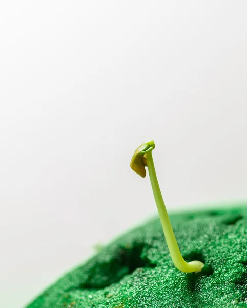 Green seedlings growth — Stock Photo, Image