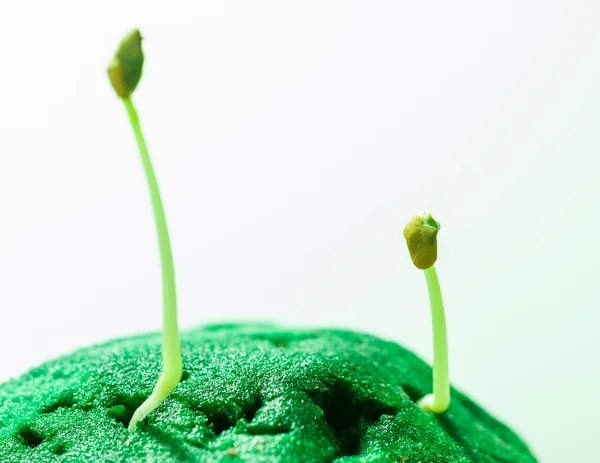 Рост зелёных саженцев — стоковое фото
