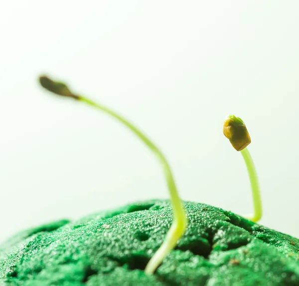 Růst zelené sazenice — Stock fotografie