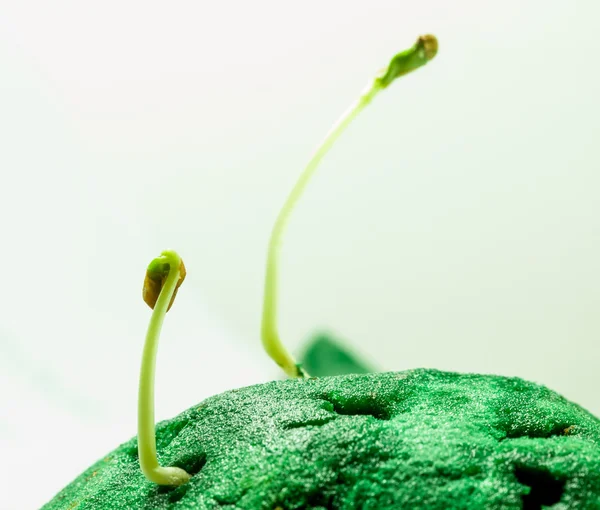 Yeşil fidan büyüme