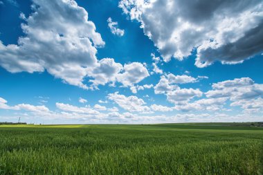 buğday alan beyaz bulutlar ile mavi gökyüzü. Tarım sahneleri