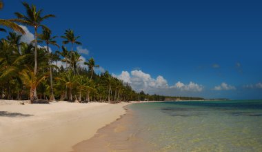 Palmiye ağaçları tropik sahilde Bavaro, Punta Cana, Dominik 