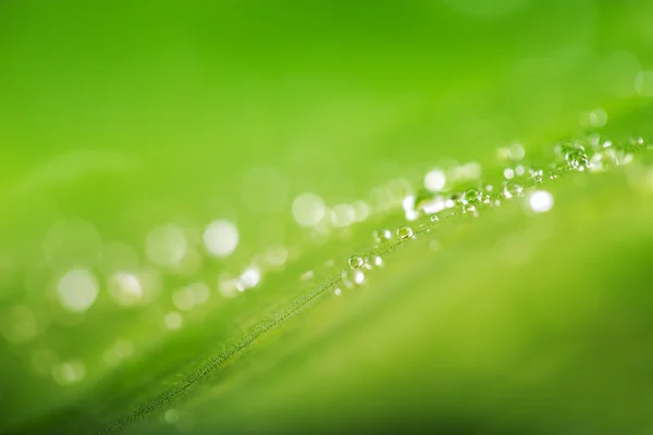 Organic conception, fresh green grass, leaf and water drops back — Stock Photo, Image