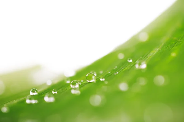 Koncepce, čerstvé zelené trávy, listí a vody klesne zpět — Stock fotografie