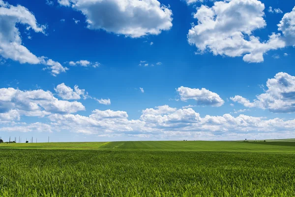 Campo de trigo contra el cielo azul con nubes blancas. Paisaje agrícola Imágenes de stock libres de derechos