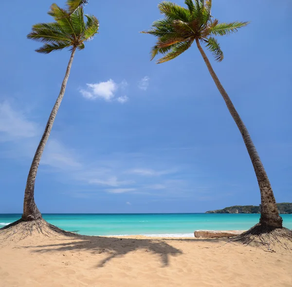 Coconut palm ağaçlar tropikal bir adada — Stok fotoğraf