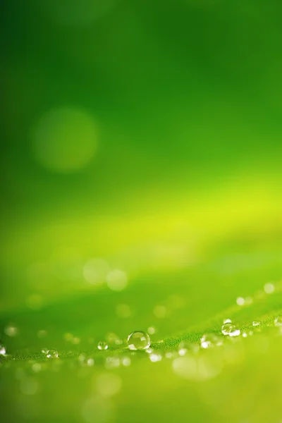 Organic conception, fresh green grass, leaf and water drops back — Stock Photo, Image