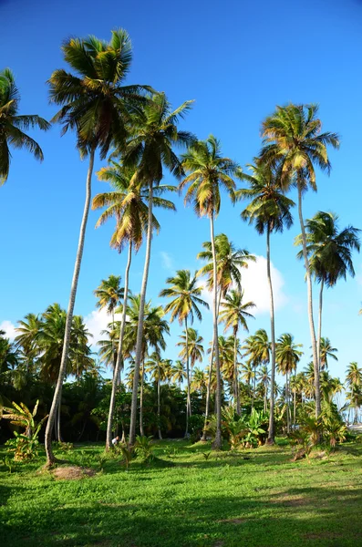 Gyönyörű trópusi kertben pálmafák luxus carribean-re — Stock Fotó