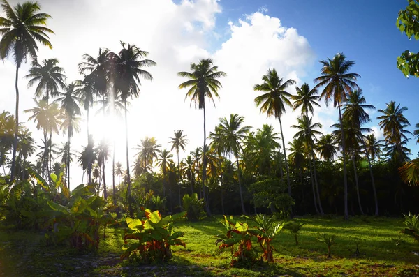 Coconut palm träd trädgård i carribean resort, Dominikanska Republiken — Stockfoto