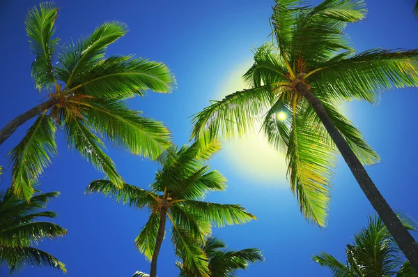 Coconut palm trees on the beach, perspective vie — Stock Photo, Image