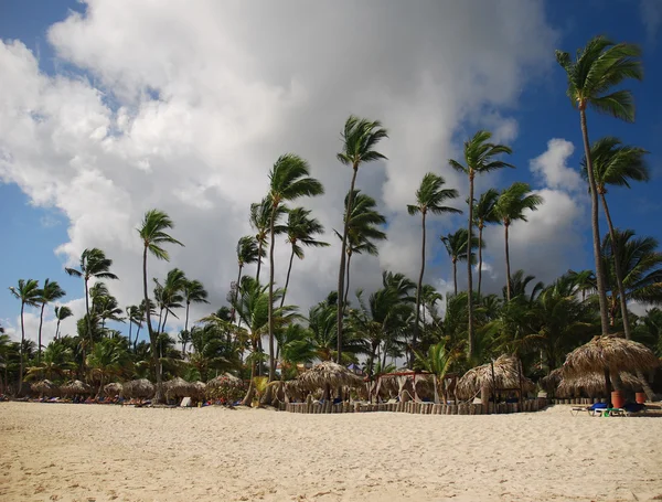 Pálmafák és a homokos strandtól, a Dominikai Köztársaságban — Stock Fotó
