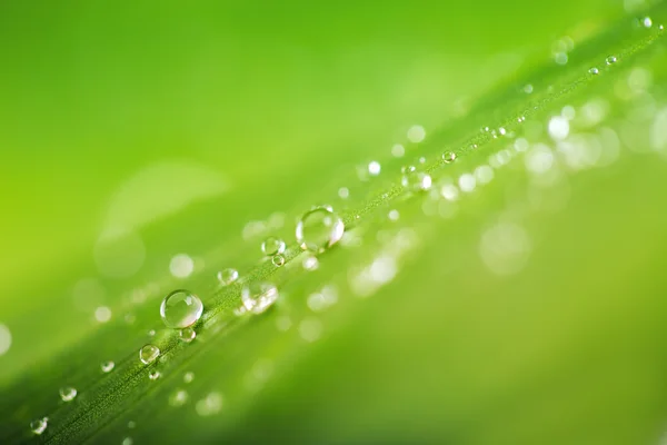 Concepção orgânica, grama verde fresca, folha e água cai para trás — Fotografia de Stock