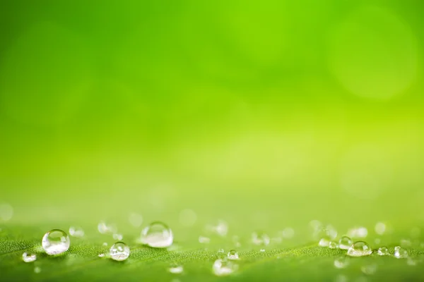 Green leaf with drops of water — Stock Photo, Image