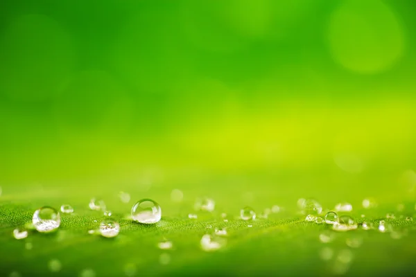 Hoja verde con gotas de agua —  Fotos de Stock