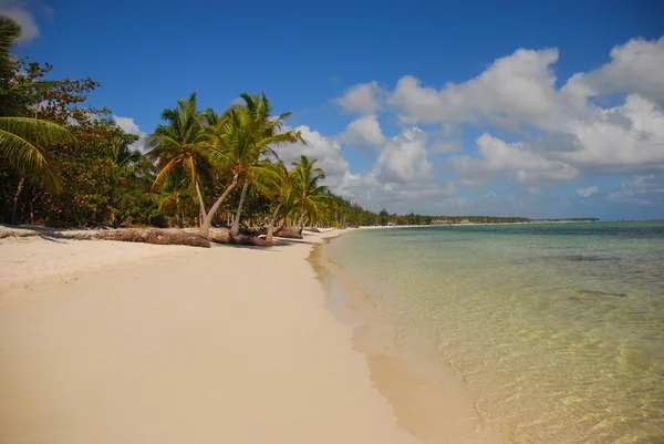 Palmiye ağaçları ve Dominik Republi kumlu plaj — Stok fotoğraf