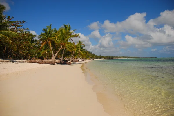 Palm trees and sandy beach in Dominican Republi — Stock Photo, Image