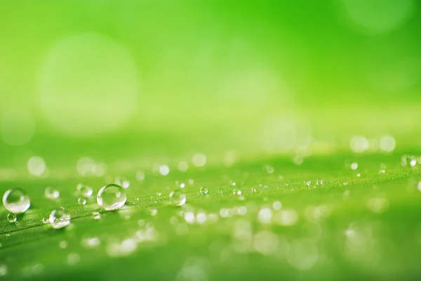 Organische conceptie, verse groene gras, blad en water drops terug — Stockfoto