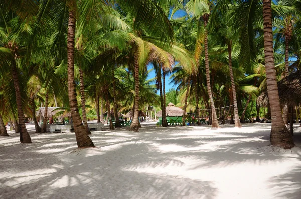아름 다운 해변-Saona 섬, 도미니카 공화국 — 스톡 사진