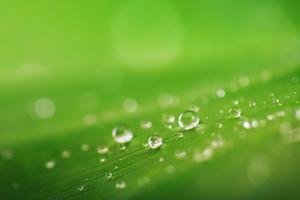 Organische conceptie, verse groene gras, blad en water drops terug — Stockfoto