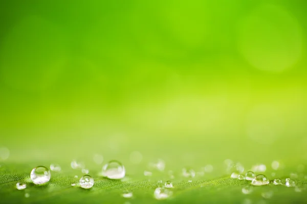 Foglia verde con gocce d'acqua Fotografia Stock