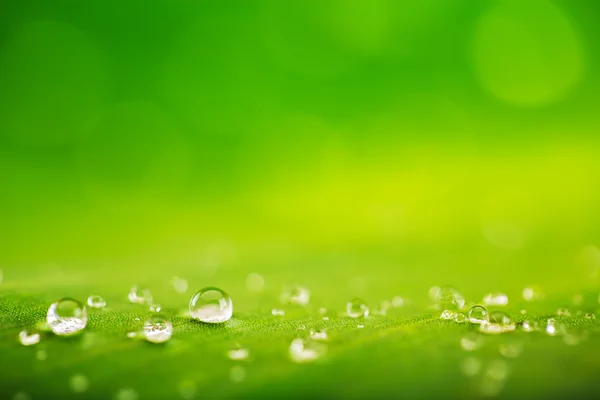 Foglia verde con gocce d'acqua Foto Stock Royalty Free