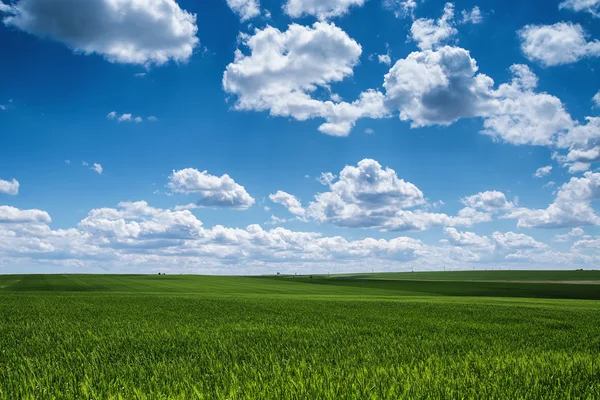 Campo de trigo contra el cielo azul con nubes blancas. Paisaje agrícola Fotos de stock