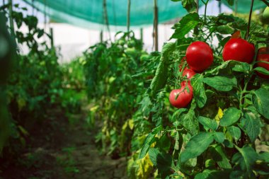 Bir serada kırmızı domatesler. Bahçecilik. Sebzeler. 