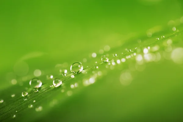 Krople deszczu na świeżych zielonych liści tekstury, tła naturalnego — Zdjęcie stockowe