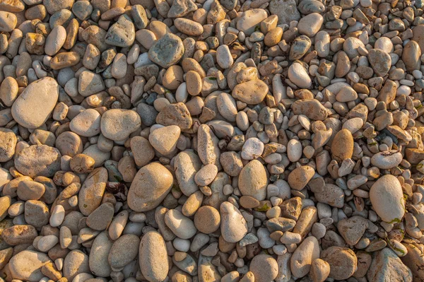 Texture of pebbles from a beach shore — Stock Photo, Image