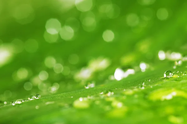 Water drops and green leaf texture background — Stock Photo, Image